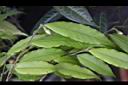 尾葉山茶-葉01.JPG