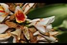 屈尺月桃-花08.JPG