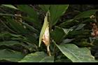 屈尺月桃-花苞01.JPG