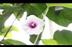 屏東朝顏-花13.JPG