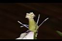 屏東鐵線蓮-雌花00.JPG