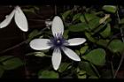 屏東鐵線蓮-花00.JPG