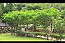 山刈葉01.JPG