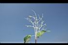 山埔姜-實14.JPG