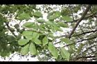 山埔姜-葉28.JPG