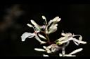 山月桃-花00.JPG
