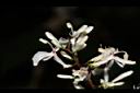 山月桃-花01.JPG