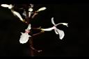 山月桃-花04.JPG
