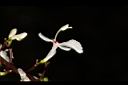 山月桃-花05.JPG
