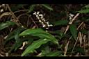 山月桃-花序00.JPG