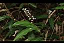 山月桃-花序01.JPG