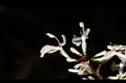 山月桃-花02.JPG