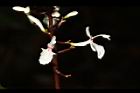 山月桃-花06.JPG
