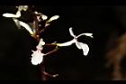 山月桃-花07.JPG