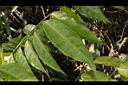 山柑-葉05.JPG