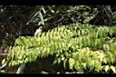 山柑03.JPG