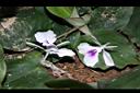 山柰-花00.JPG