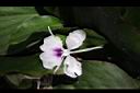 山柰-花03.JPG