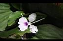 山柰-花05.JPG