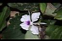 山柰-花06.JPG