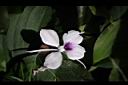 山柰-花13.JPG