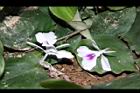 山柰-花00.JPG