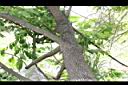 山柿-莖06.JPG