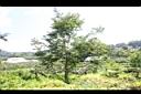 山柿02.JPG