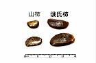 山柿-種子39.JPG