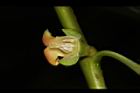 山柿-花11.JPG