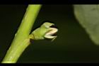 山柿-花苞00.JPG