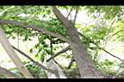 山柿-莖03.JPG