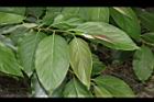 山柿-葉09.JPG