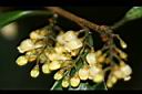 山桂花-花03.jpg