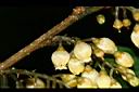 山桂花-花04.jpg