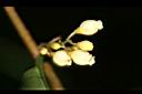 山桂花-花05.jpg