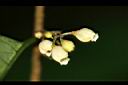 山桂花-花06.jpg