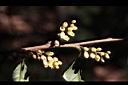 山桂花-花序10.JPG