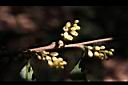 山桂花-花序11.JPG