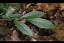 山桂花-葉14.JPG