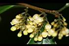 山桂花-花00.jpg