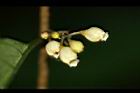 山桂花-花07.jpg