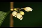 山桂花-花08.jpg
