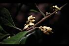 山桂花-花序05.JPG
