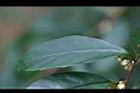 山桂花-葉03.jpg