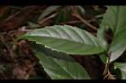 山桂花-葉正00.JPG