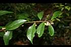 山桂花13.jpg
