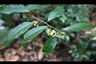 山桂花17.jpg