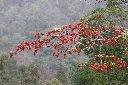 山桐子-實12.jpg