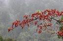 山桐子-實14.jpg